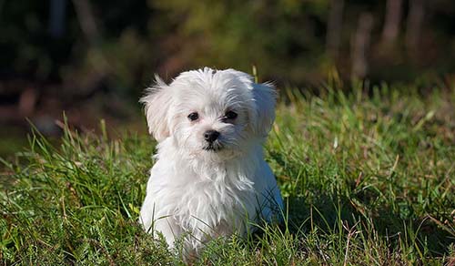 Hotel dla zwierząt Warszawa - mały biały pies na trawie