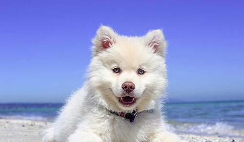 Hotel dla psów Warszawa- biały pies na plaży